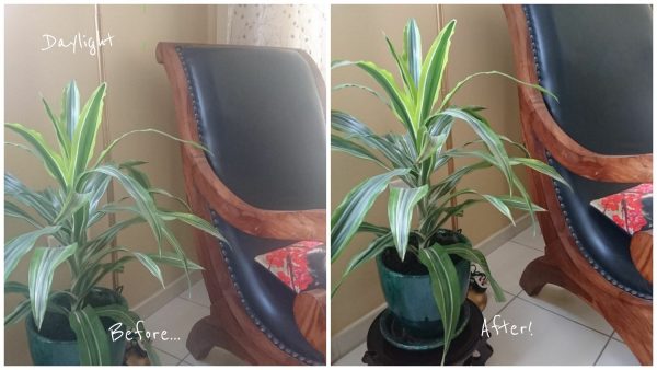 One Silly trick to take better pictures on your phone #isavedmyphone